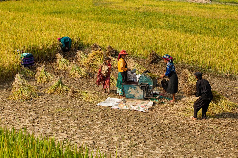 Práce na rýžových polích